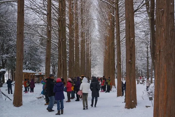 Tall rows of trees along a Nami Island path on a private day trip from the city with seoul private tours